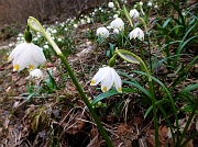 79 Campanelle di Primavera (Leucojum Vernum)